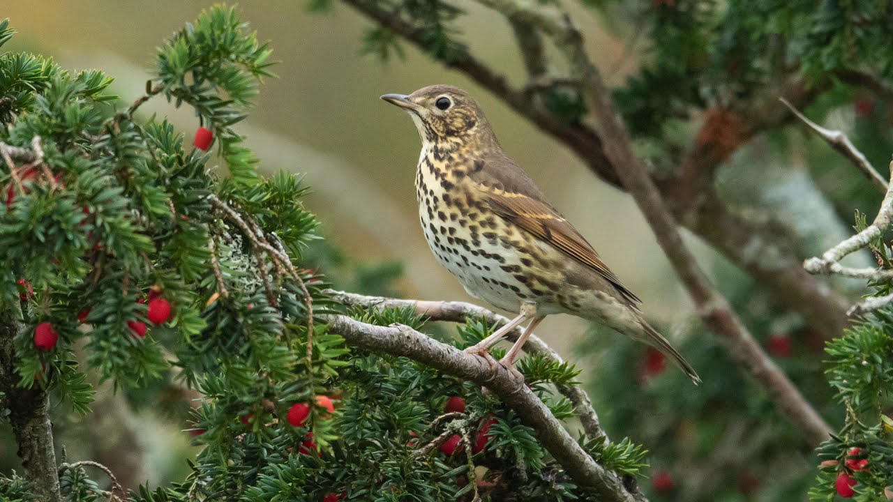 Birdsong ID: the Song Thrush / Bronffraith