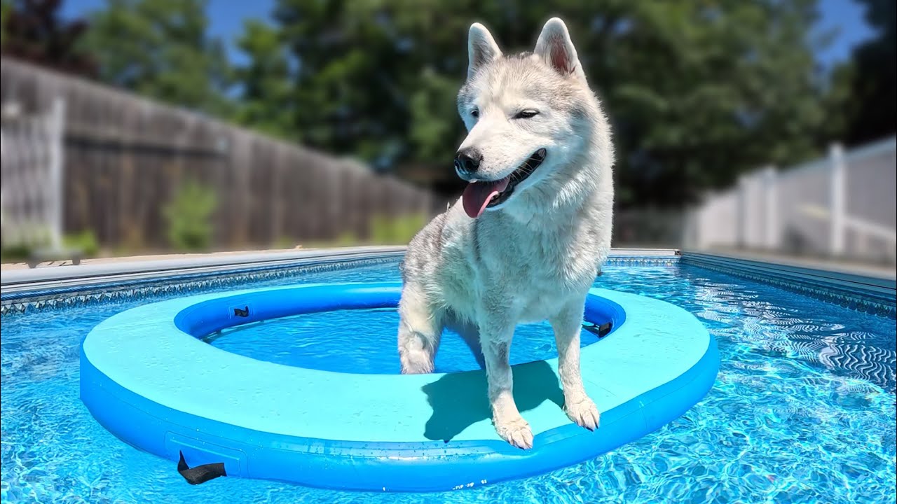 My Dogs Got a GIANT Pool Float for the Swimming Pool!