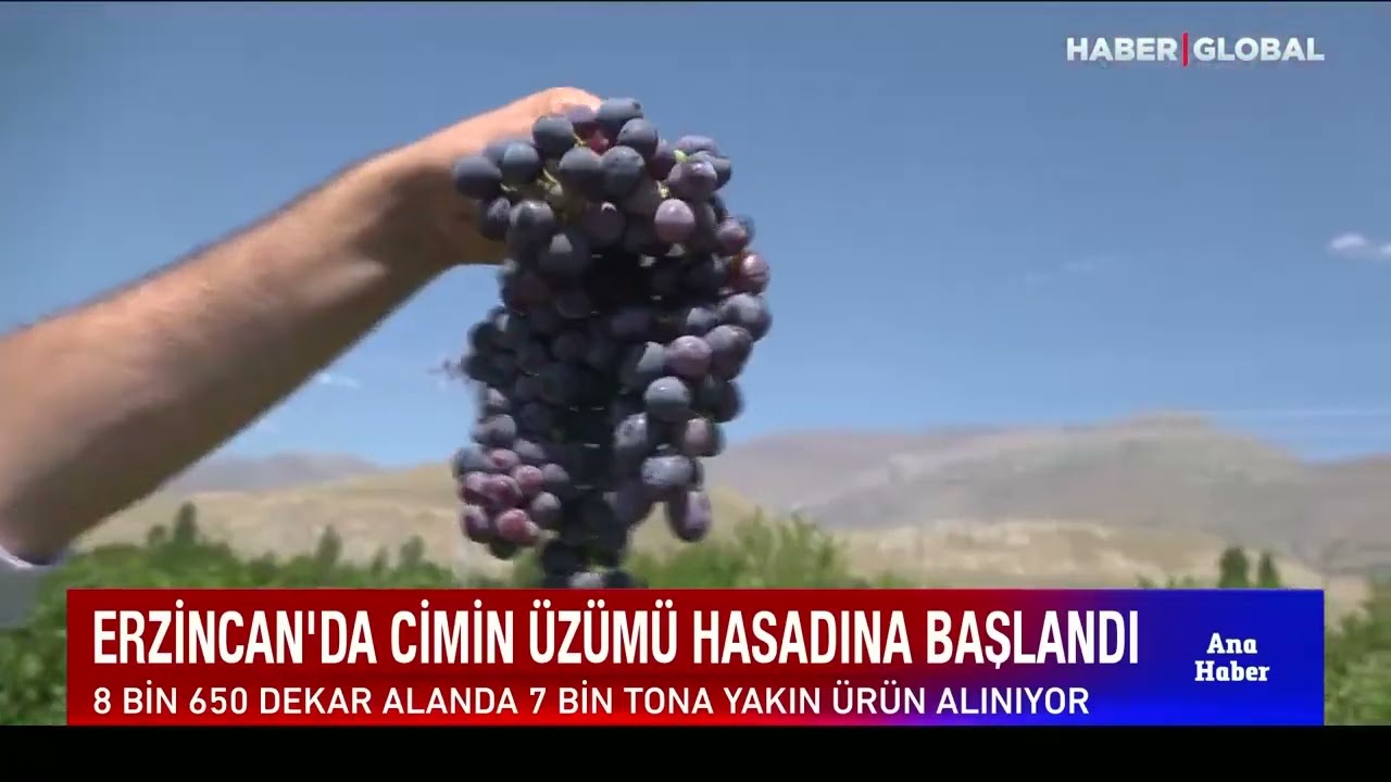 Erzincan Cimin Üzümü Nedir ?