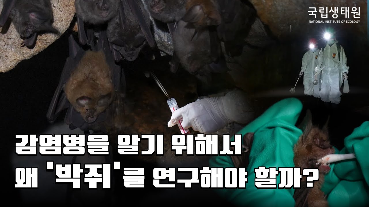 [국립생태원] 메르스, 사스, 코로나...박쥐는 왜 온갖 바이러스를 갖게 됐을까?