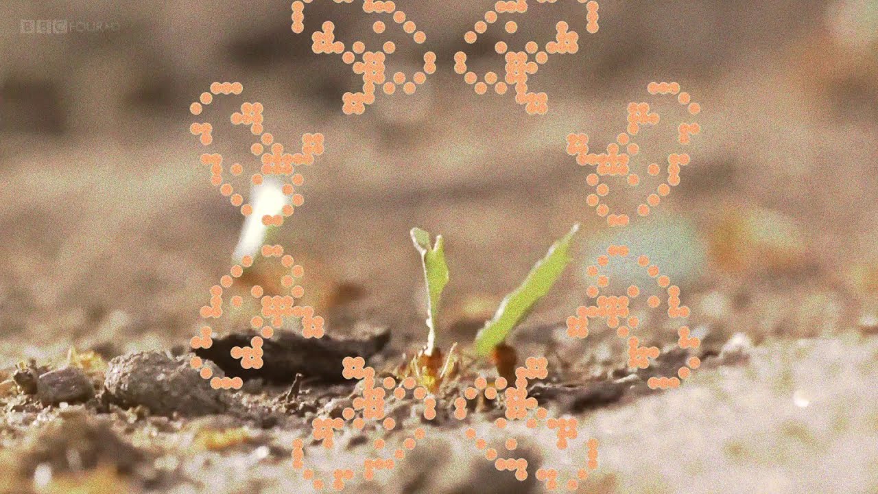 andrew cs - attamyces spore (ft. j foerster / n kramer) (official video)