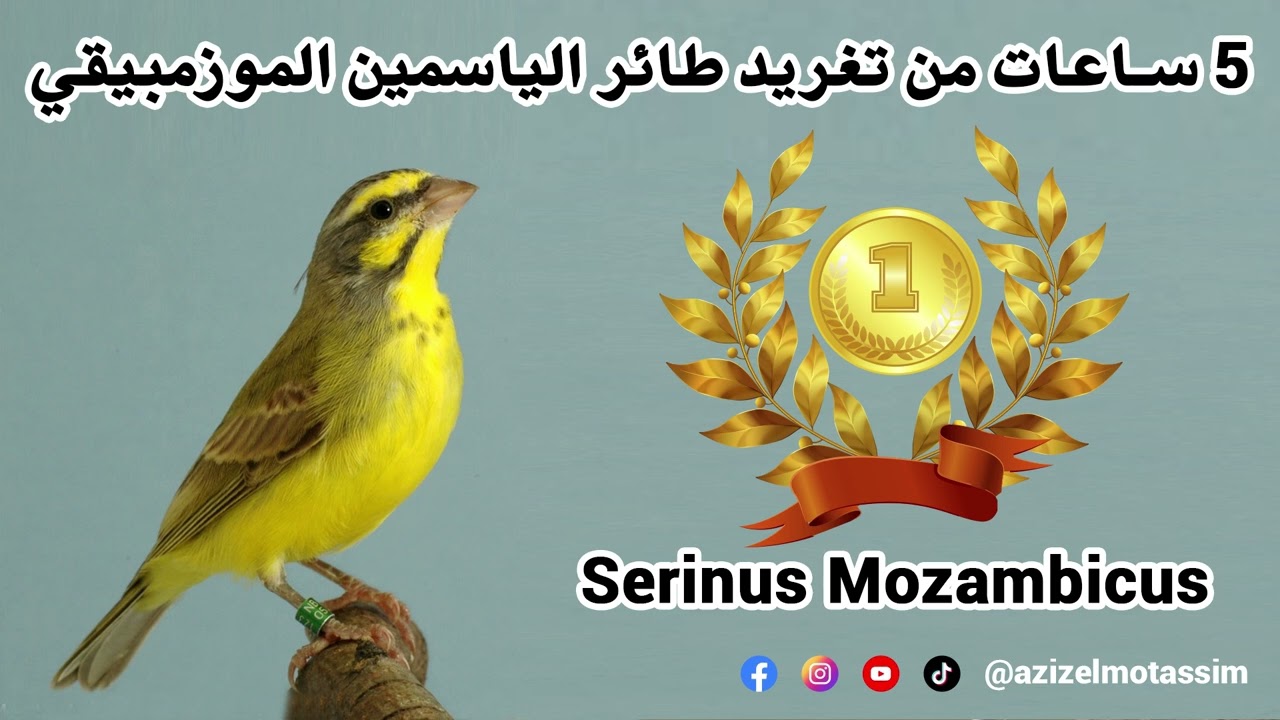 5 ساعات من تغريد طائر الياسمين الموزمبيقي  Serinus mozambicus