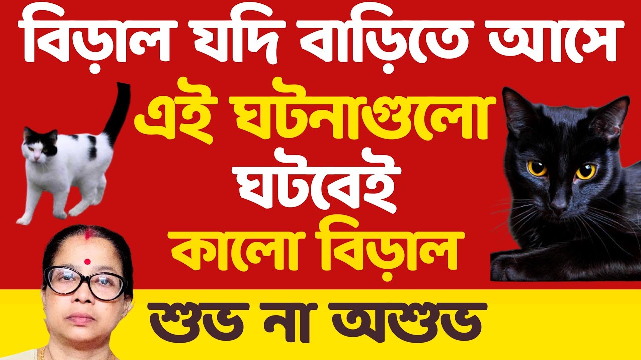 বিড়াল বাড়িতে এলে এই ঘটনাগুলো ঘটবেই। কালো বিড়াল রাস্তা কাটলে কি হয়।
