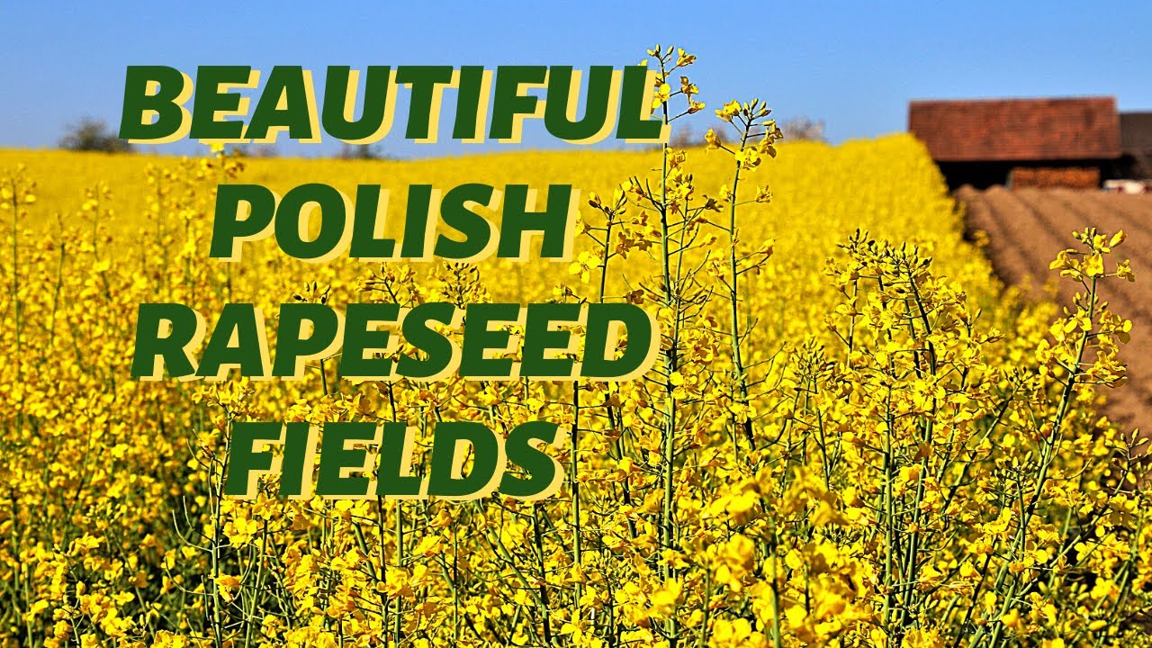 Beautiful Polish Rapeseed Fields