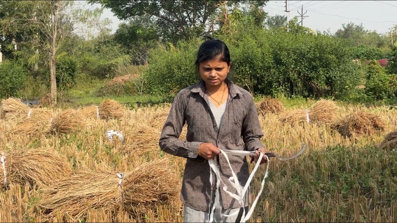 Mammi ne kheto me kam karwaya | Dhan ki kheti | village vlogs
