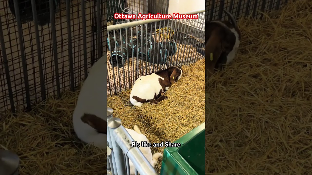 Ottawa Agriculture Museum | Cute Sheep’s and goats at the Farm 