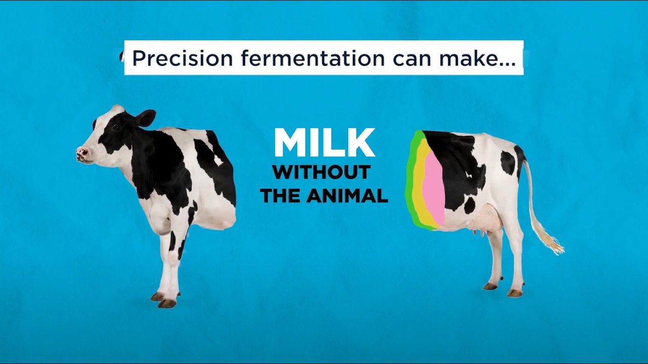 How do you make milk without a cow? Clue - it involves fermentation