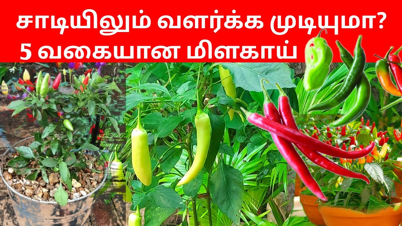 How to Grow Chillies Plant Defferent  Variety at Home 🔥