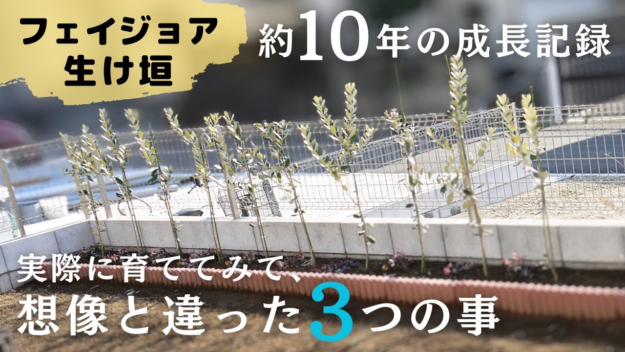 【フェイジョア(アポロ)の生け垣】10年間の成長記録と、想像と違った３つの事