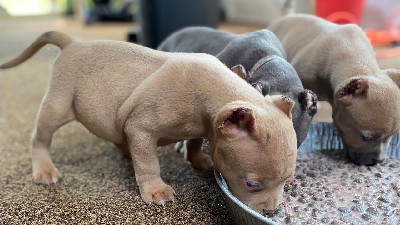American Bully Ear Cropping / Puppy Ear Cropping