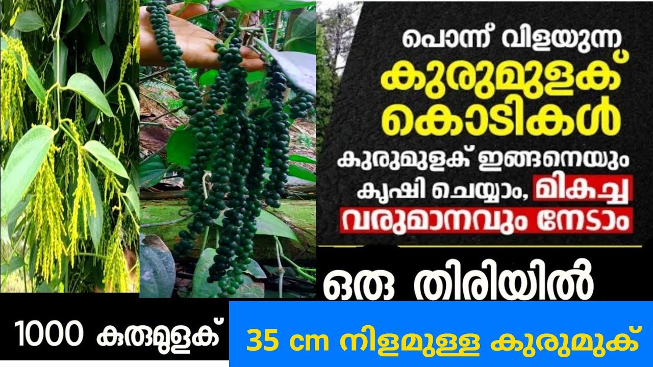 New 2 Verity's pepper | 1000 മാണിയുള്ള കുരുമുക്  35cm നിളമുള്ള കുരുമുളക് #peppar