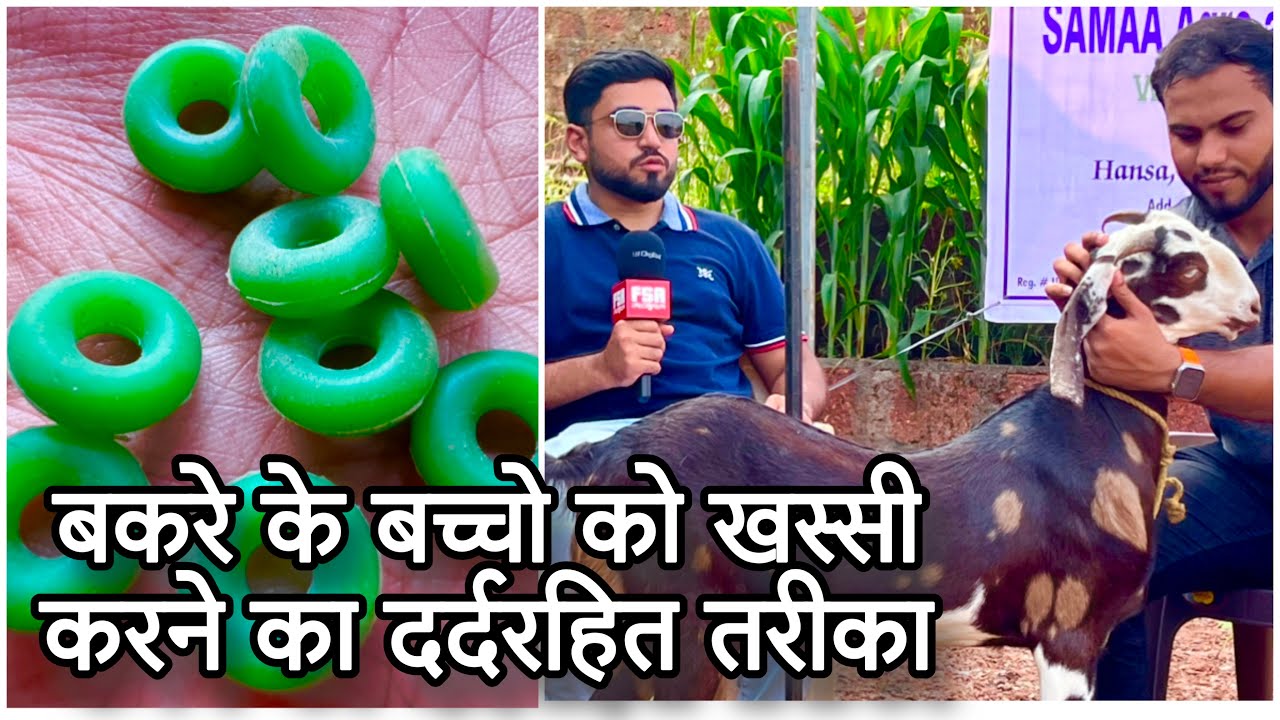 Bakre Ko Khassi Karne Ki Rubber Band Technique by Dr Bijle, Samaa Agro & Livestock Goat Farm