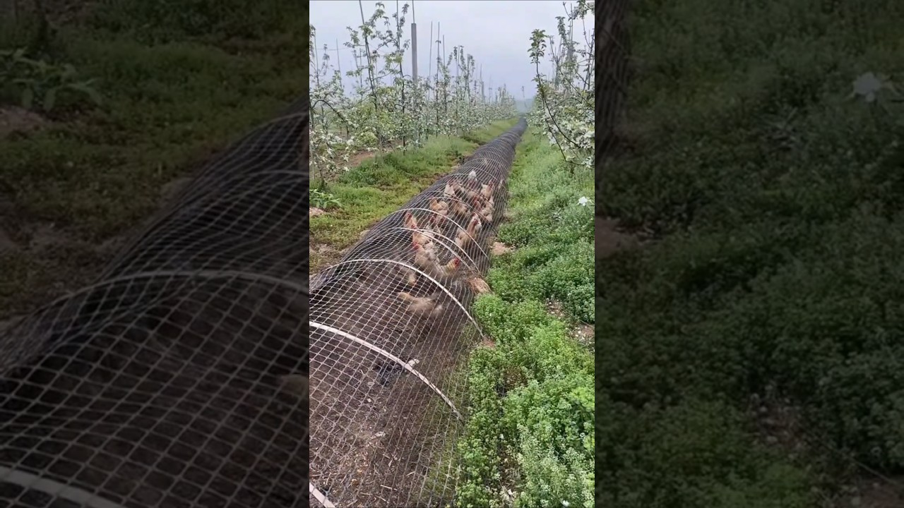TUNEL de ALAMBRE para gallinas, una GRAN IDEA para tu gallinero