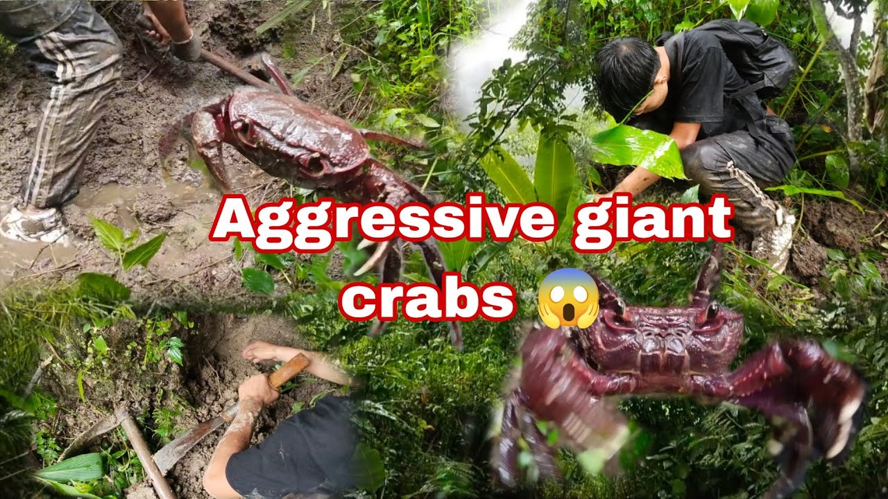 Catching aggressive crab and this happened 😱 || Lambu aro chotu ||