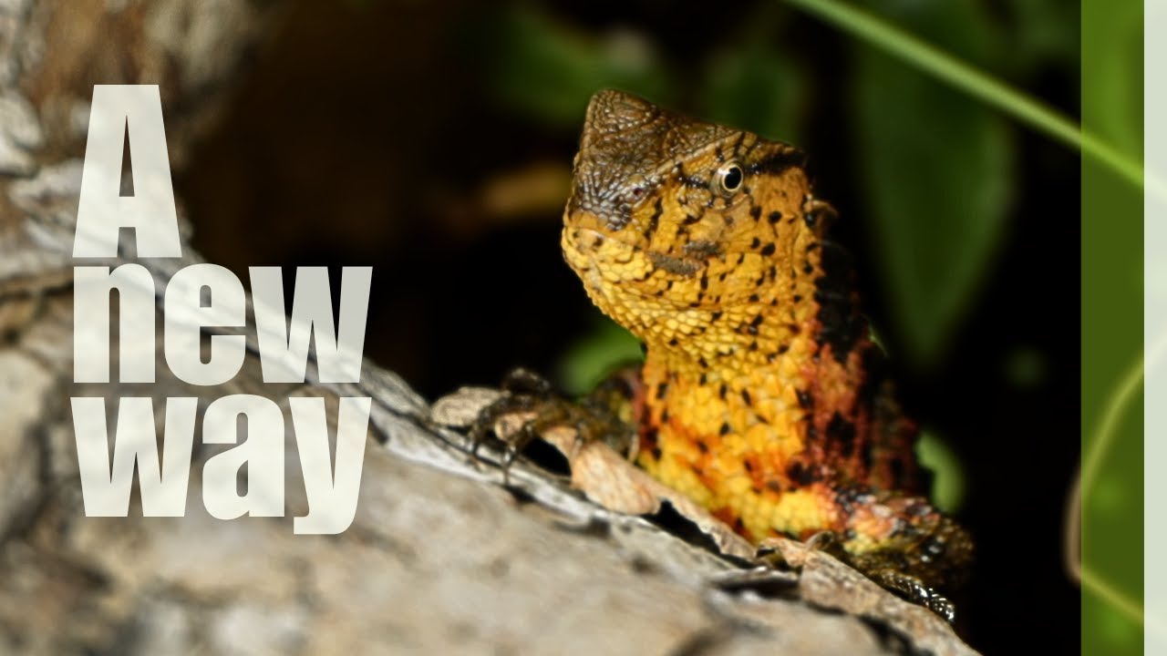 New way of keeping Shinisaurus crocodilurus