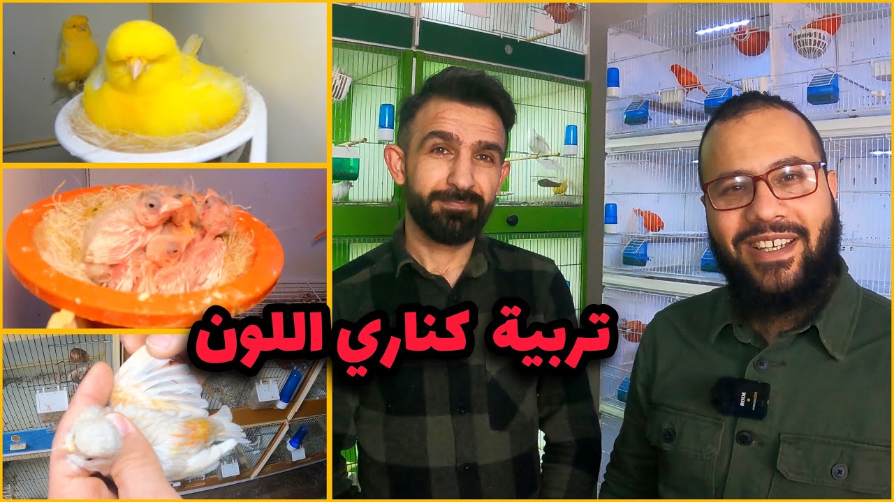 تربية طائر الكناري في ألمانيا مع المربي الكوردي محمد 🦜