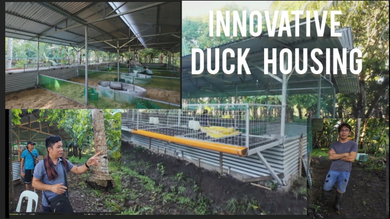 FORMER OFW FROM AUSTRALIA NAG FOR GOOD ITO ANG DUCK FARM NG HAGONOY DAVAO DEL SUR