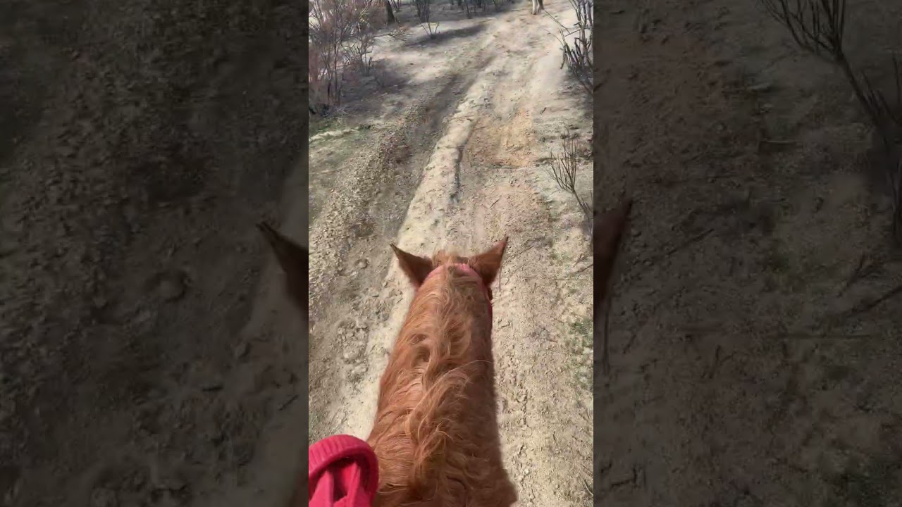 Horseback Riding Through Breathtaking Landscapes