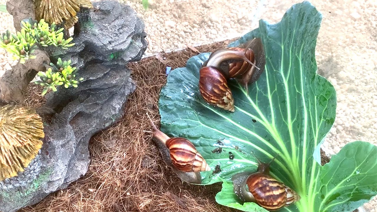 Tìm Bắt Con Ốc Sên Hoa Nuôi Làm Thú Cưng