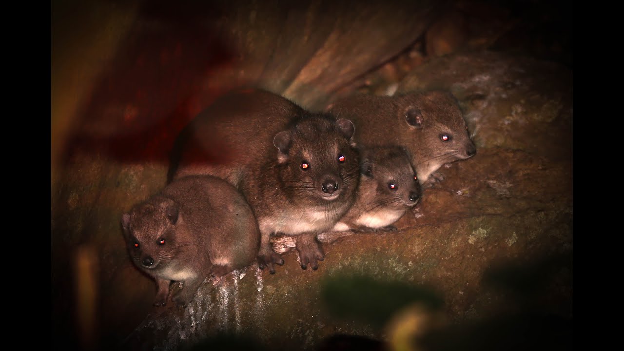 Tree hyraxes in Pare mountains Tanzania