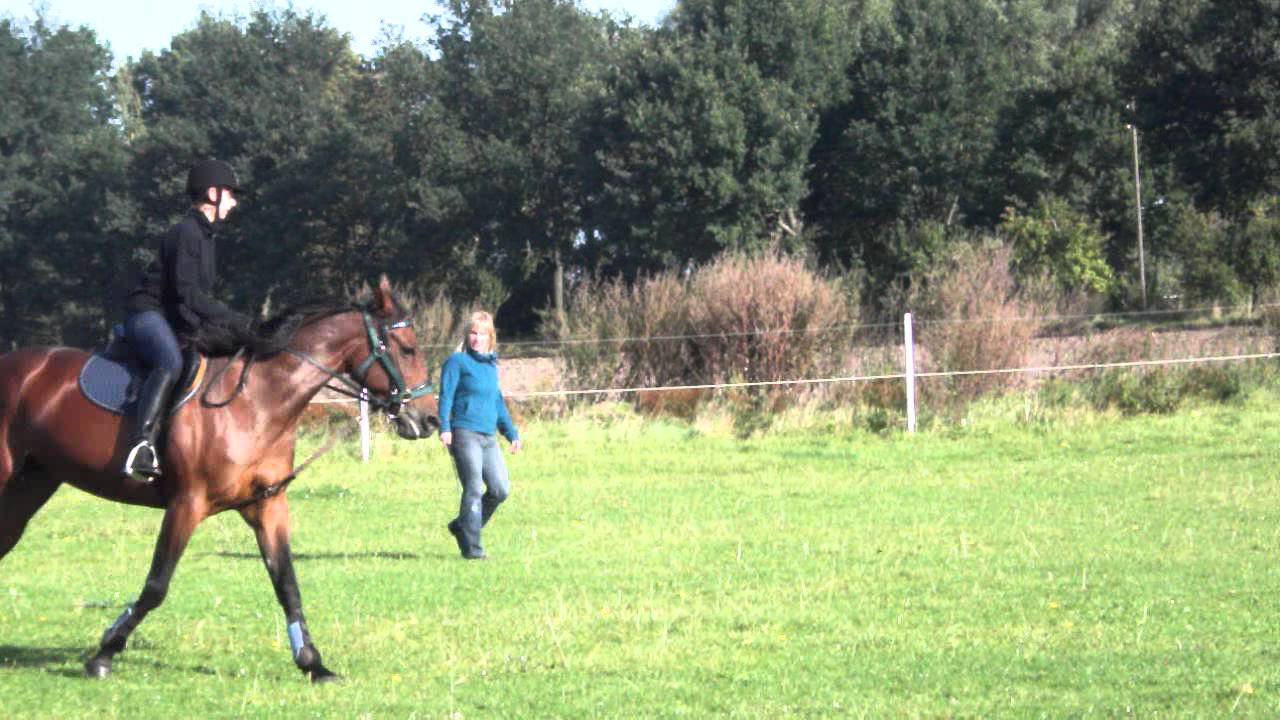 Traber Galopp