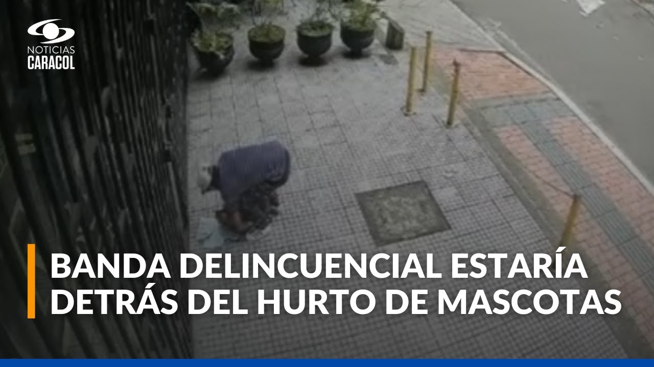 Vendedor informal se robó una perrita y la vendió en tienda de mascotas; autoridades la recuperaron