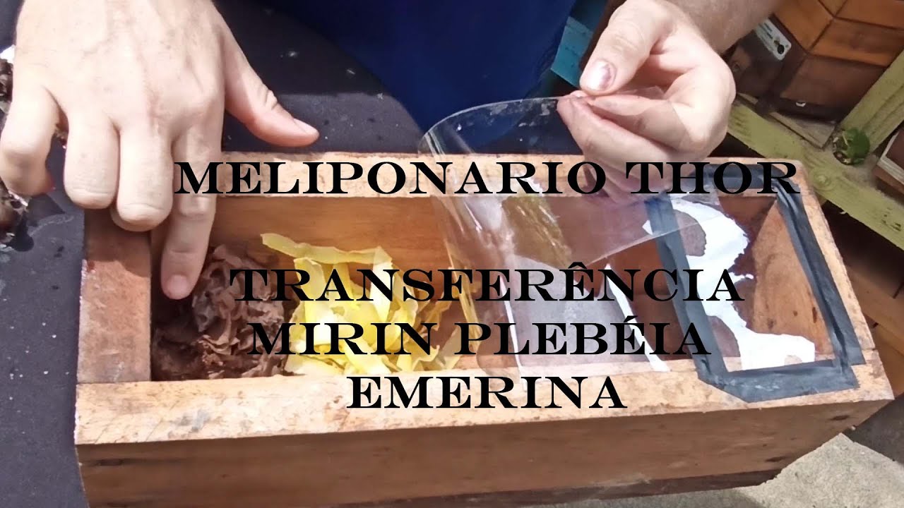 TRANFERENCIA MIRIN PLEBEIA EMERINA ABELHA INDÍGENA SEM FERRÃO ASF