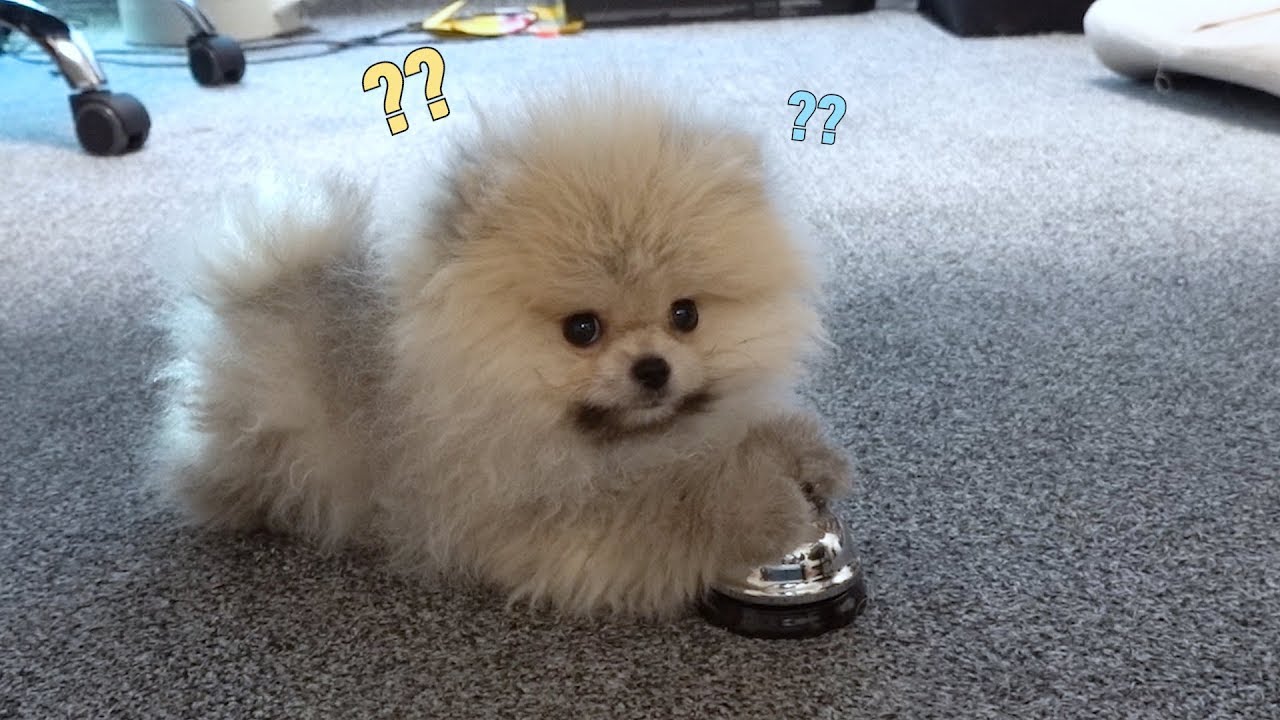 종치기 달견(?)이된 강아지/이영상 하나면 누구나 달견!!/포메라니안