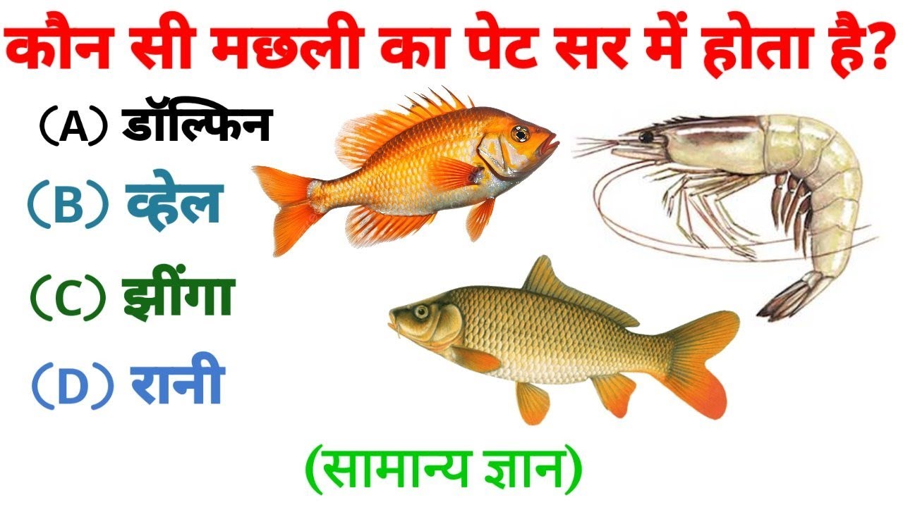 Gk Question || Gk In Hindi || Gk Questions  Answer || Gk Quiz || AnupamVidyaPunj ||