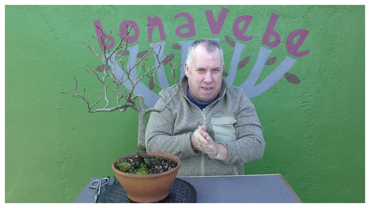 Haya poda invernal invierno 2026.  @BonavebedesdeVigoGalicia.