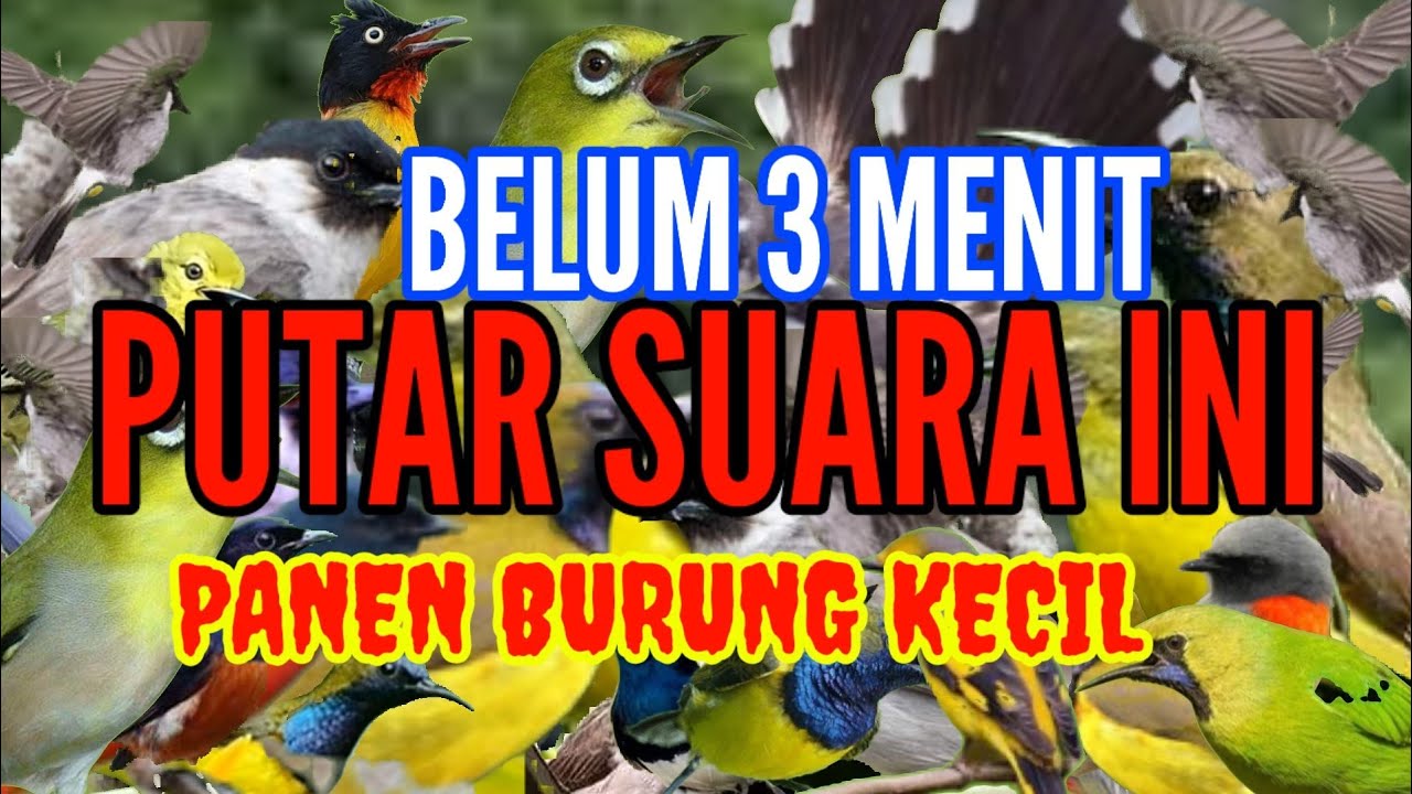 suara pikat semua jenis burung kecil paling ampuh || ini baru biyangnya pikat mp3 anti zoonk
