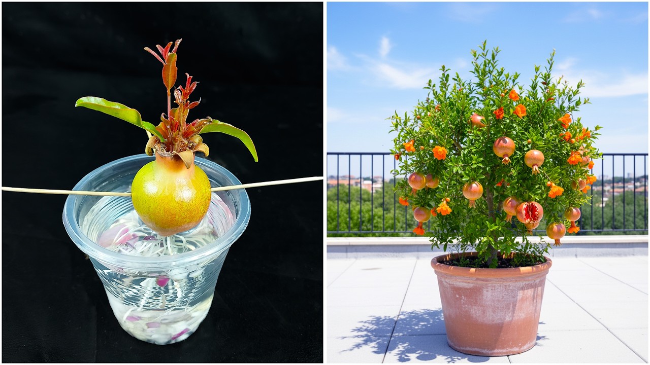 Discover how to grow pomegranate plant | 100% Success growing method