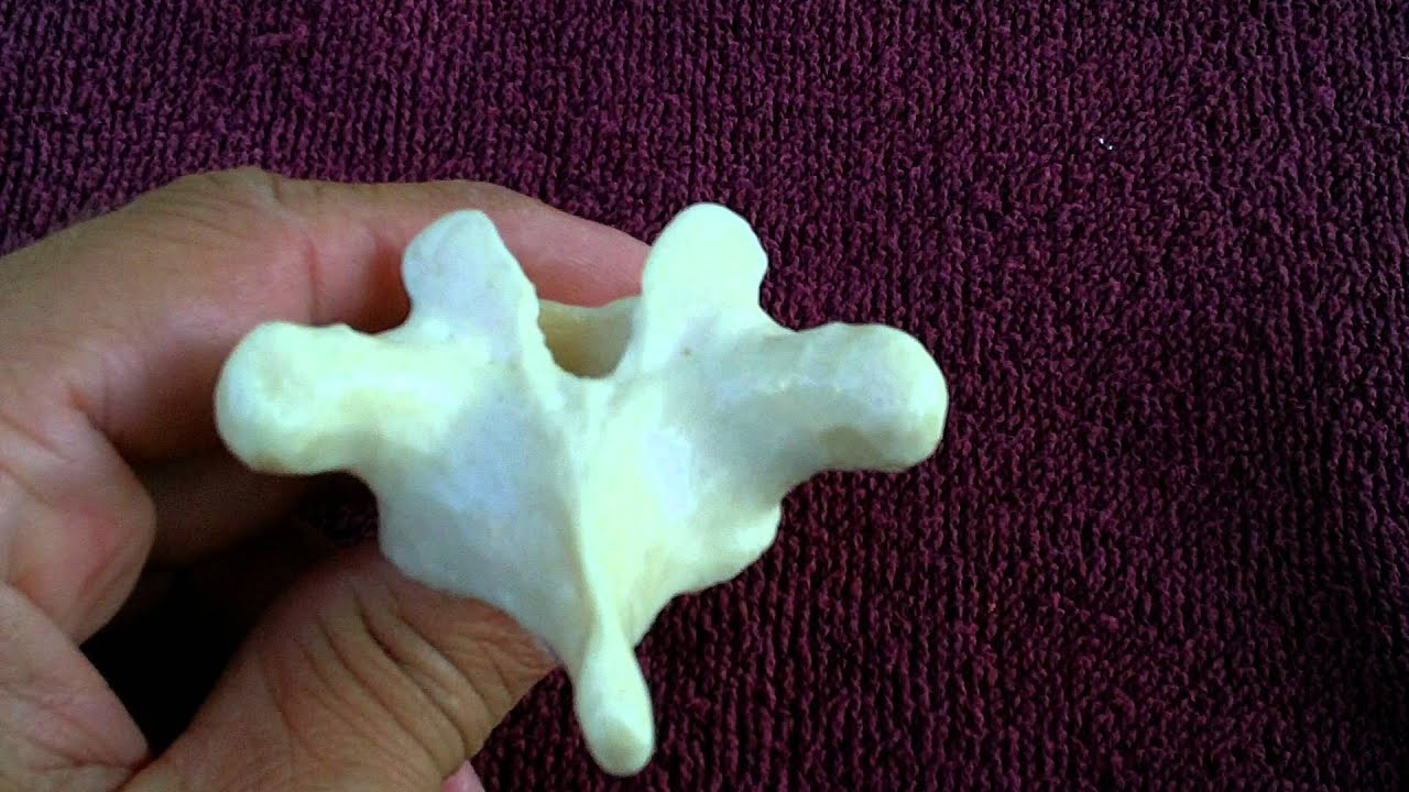 Thoracic vertebrae markings