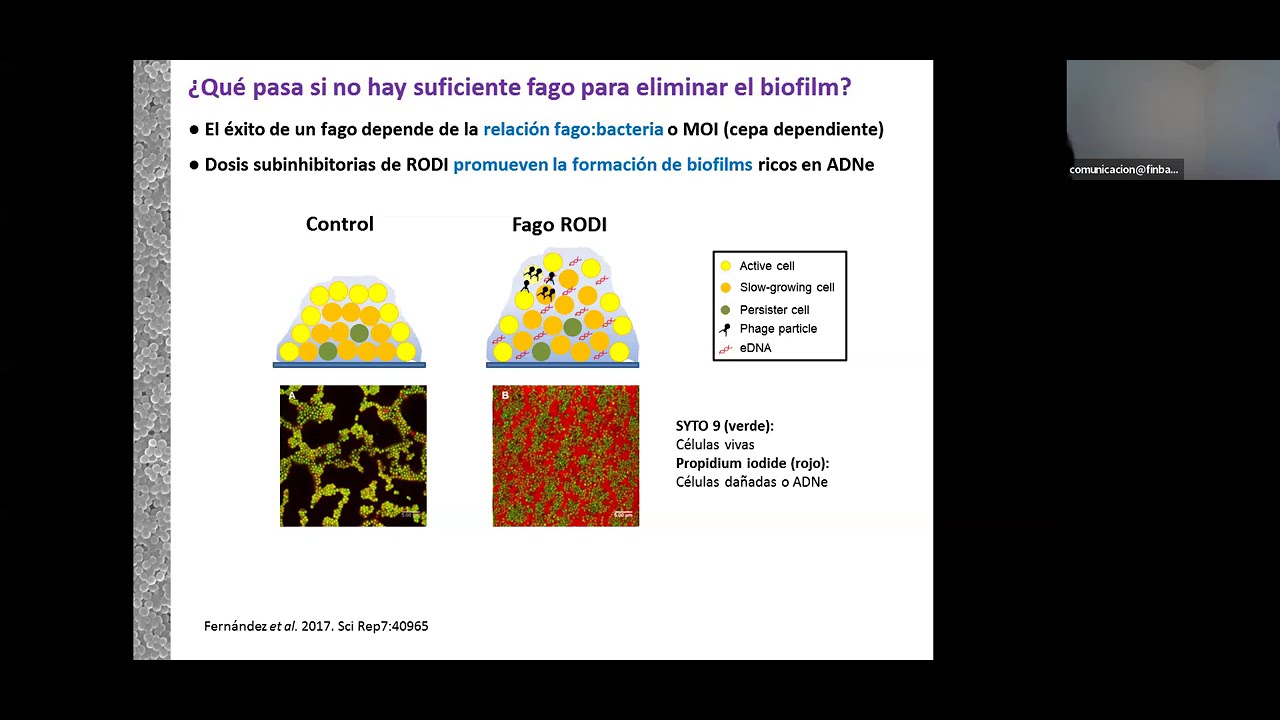 Potencial de los bacteriófagos frente a biofilms de Staphylococcus aureus