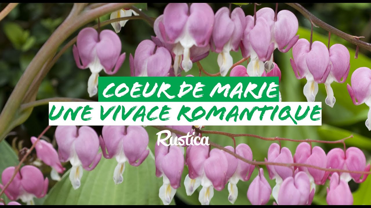 Cœur de marie, une vivace romantique