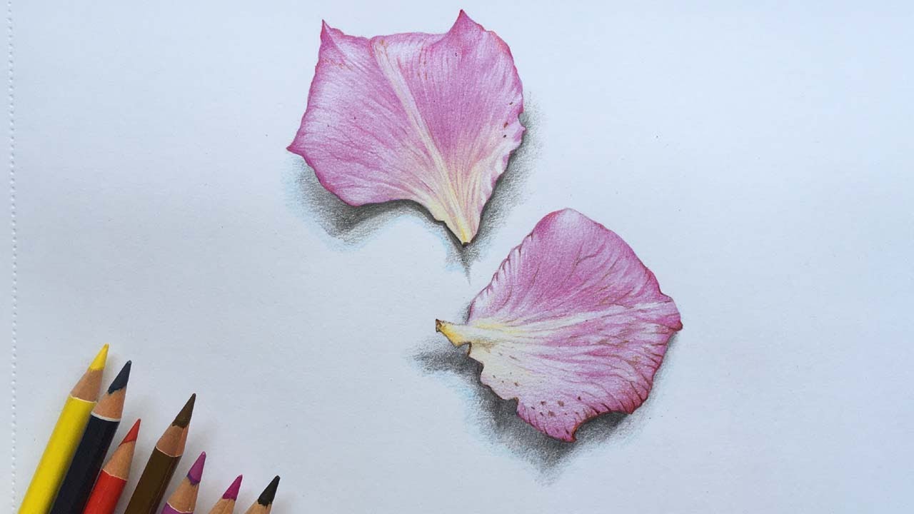 Rose Petals Drawing in Color Pencils | Pink Rose Petals Drawing |Color Pencil Drawing