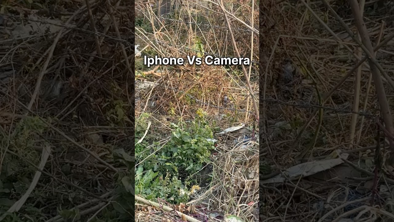 Iphone vs Sony camera. 