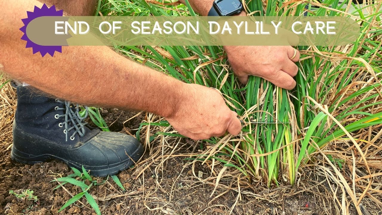 Лилейники отцвели? Что делать? | Oakes Daylilies