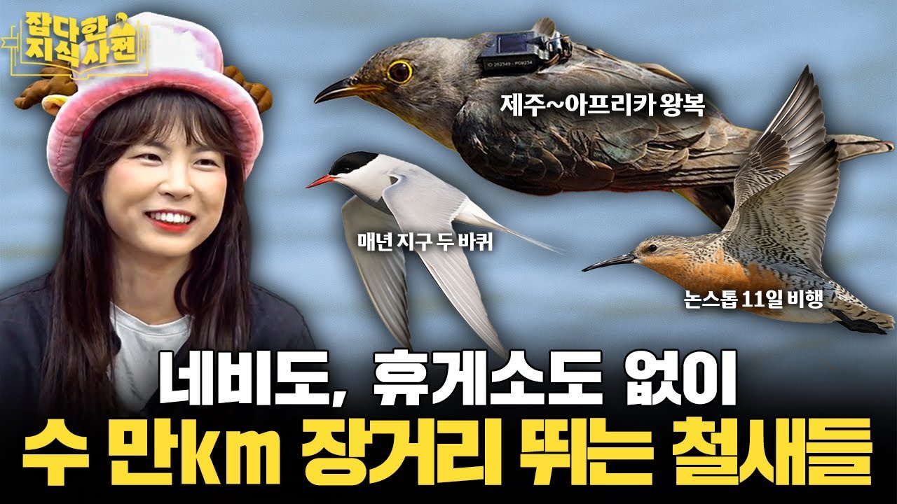작디작은 철새가 쉬지 않고 며칠 씩 비행하는 법 🦆 / 철새는 방향과 위치를 어떻게 알까?