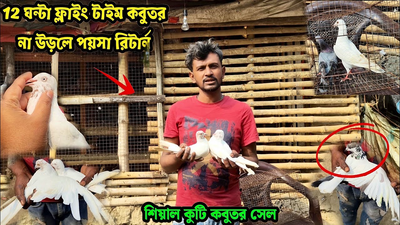 12 ঘন্টা ফ্লাইং টাইম কবুতর না উড়লে পয়সা রিটার্ন | শিয়াল কুটি কবুতর সেল | PIGEON LOFT OF KALIL