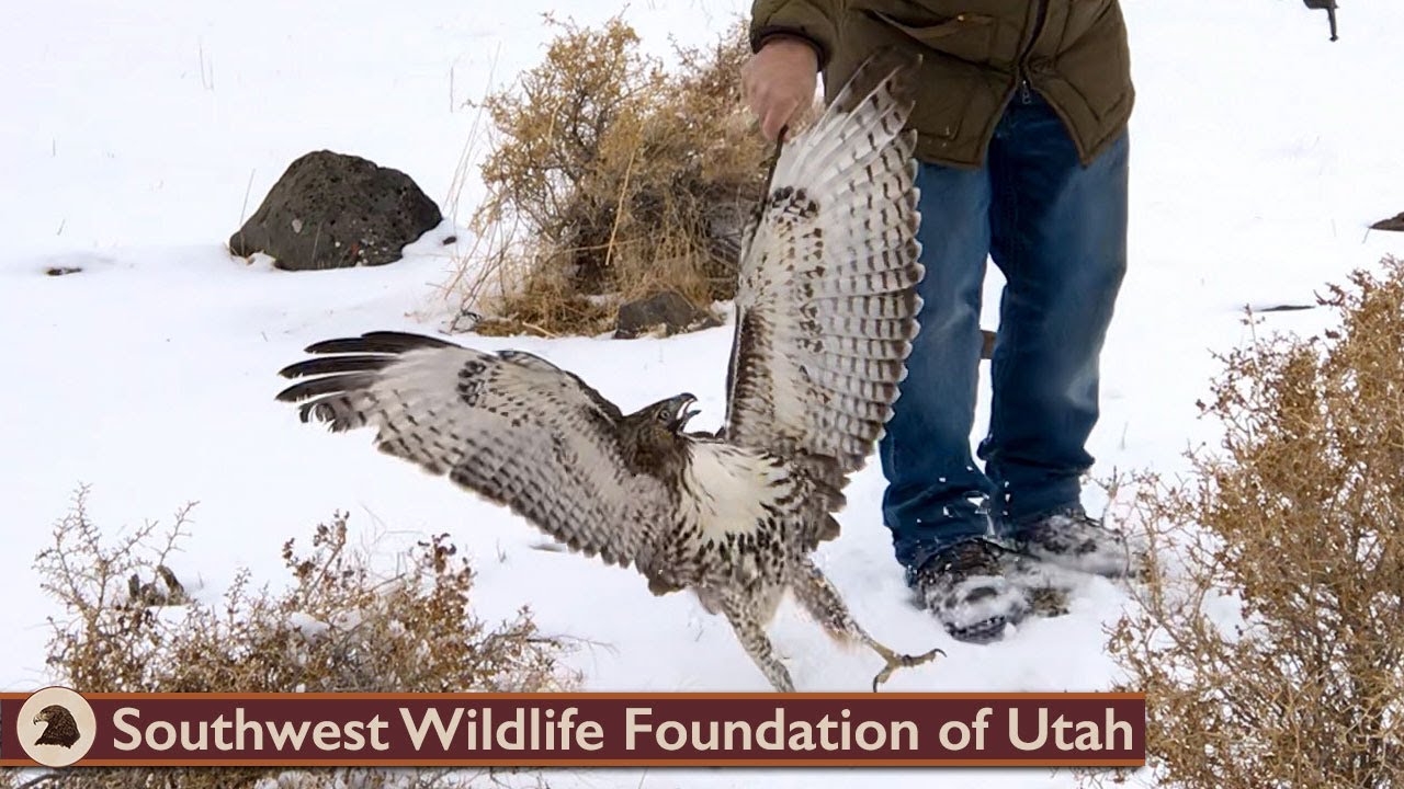 Great Horned Owl & Red Tail Hawk Back to the Wild!