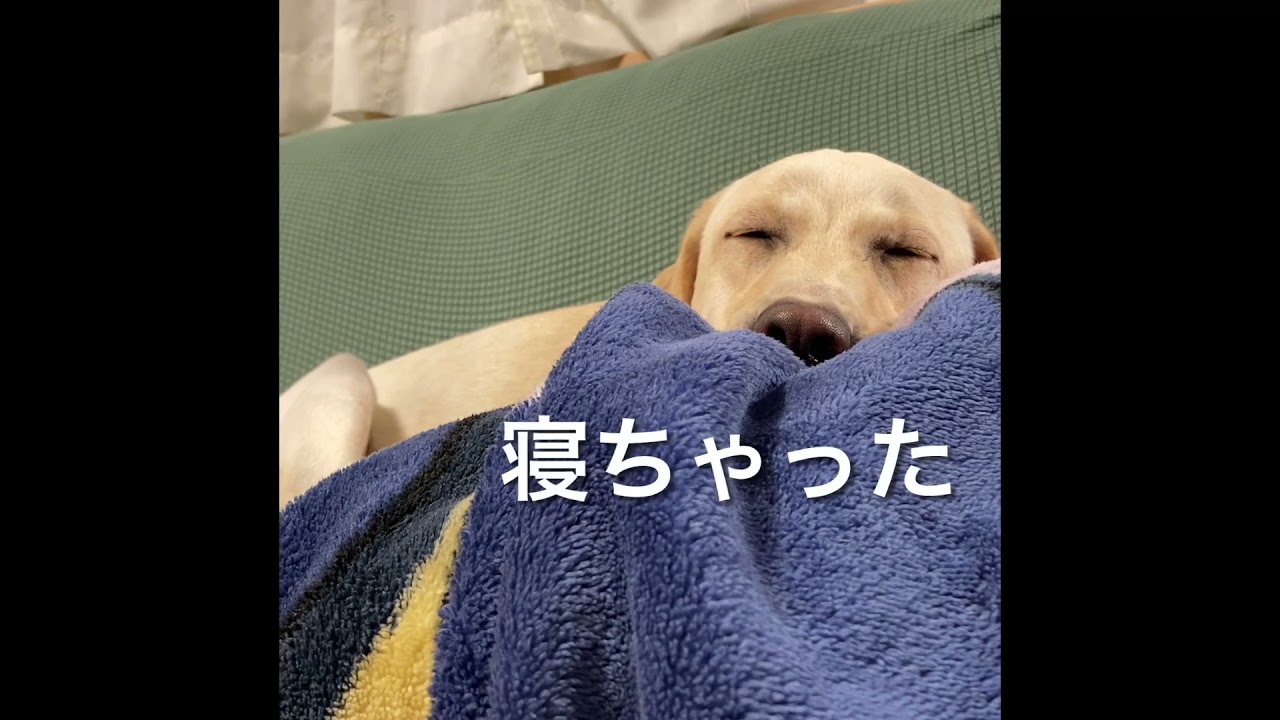 あらら〜ラブラドールのラテ