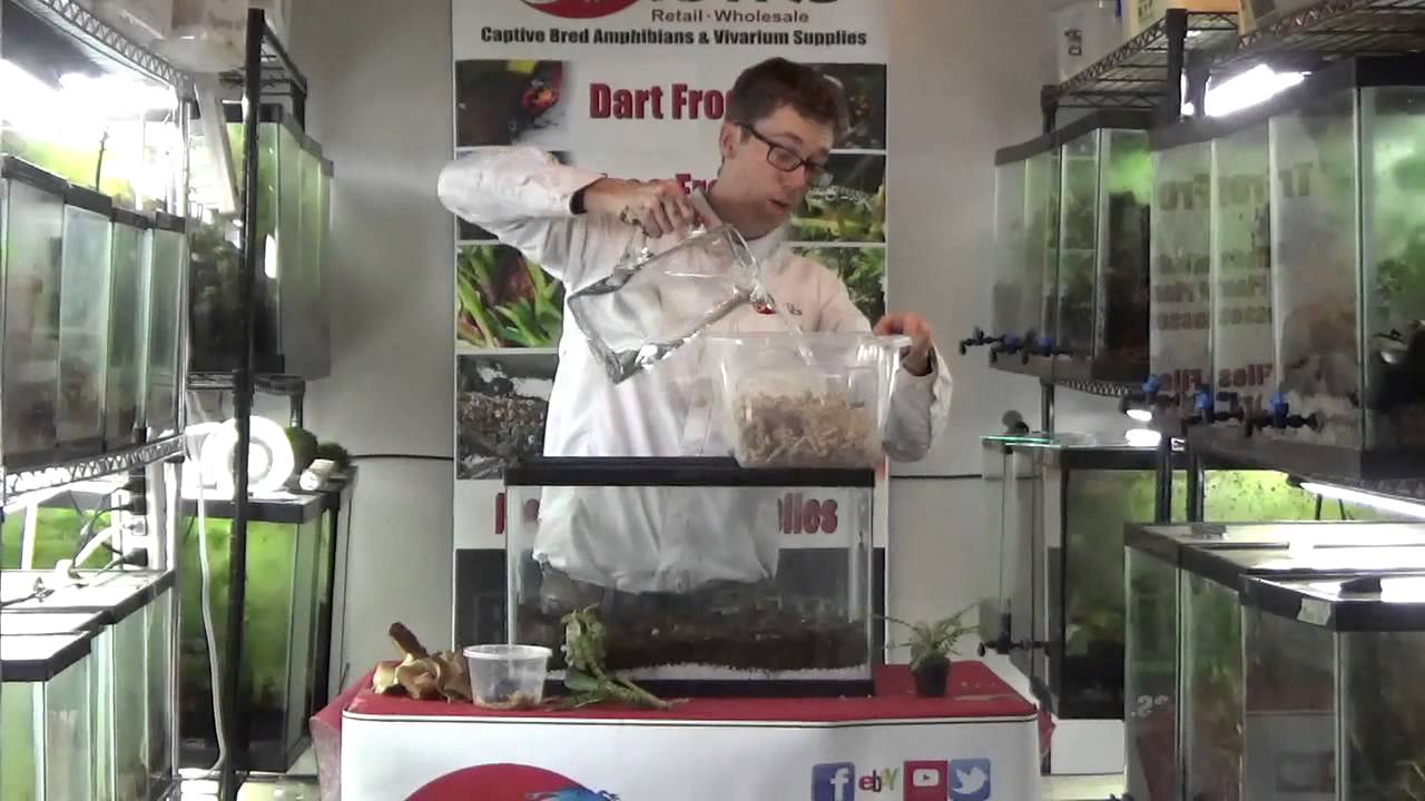 How to build a basic dart frog vivarium