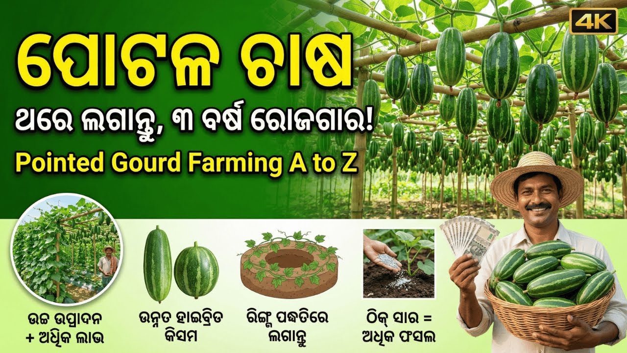 ପୋଟଳ ଚାଷ: ଥରେ ଲଗାନ୍ତୁ, ୩ ବର୍ଷ ରୋଜଗାର ପାଆନ୍ତୁ | Pointed Gourd Farming A to Z | Odia Chasi