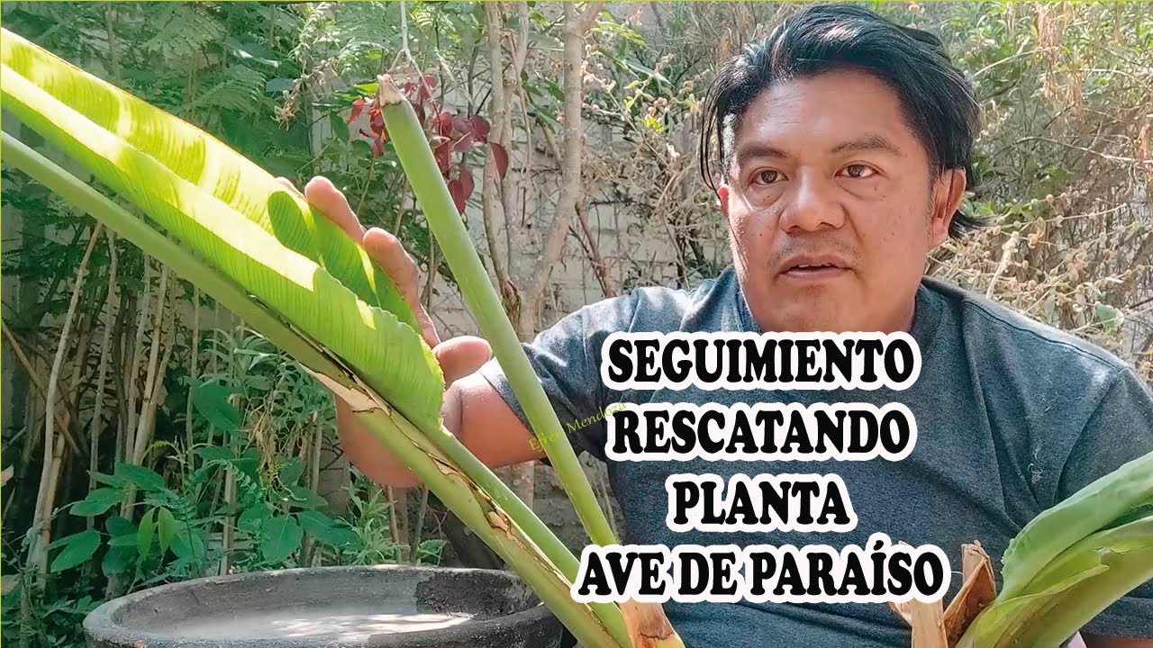 SEGUIMIENTO A RESCATANDO PLANTA AVE DE PARAISO/Efrén Mendoza -Jardinería-