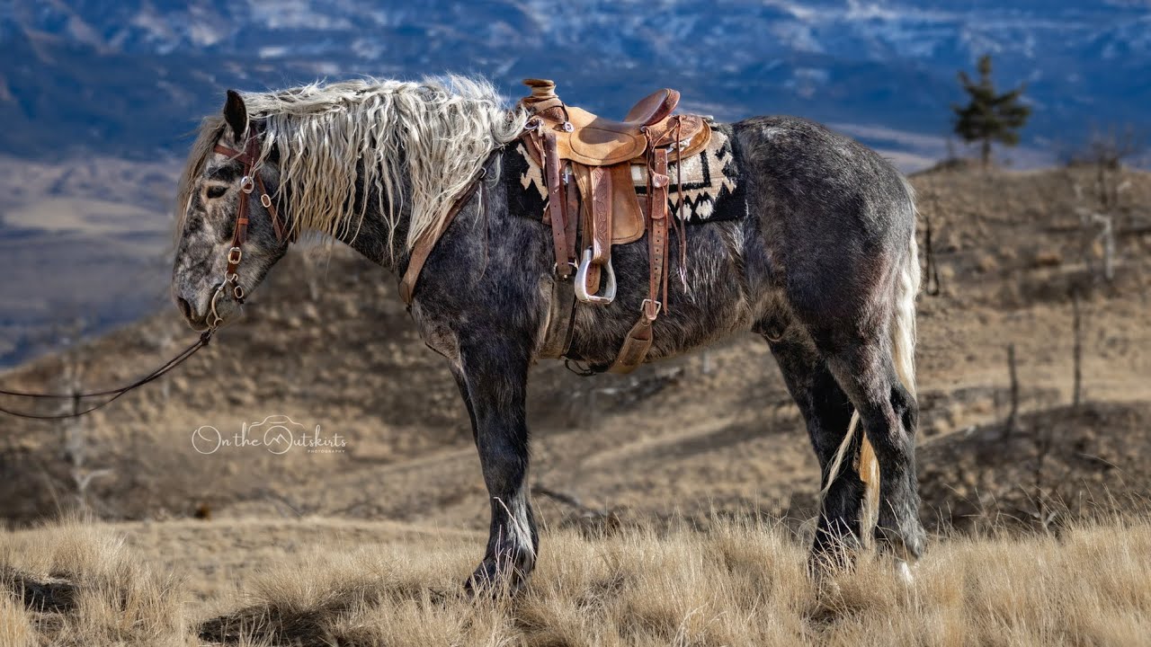 Tango - consigned to BLS March 28th, 2026