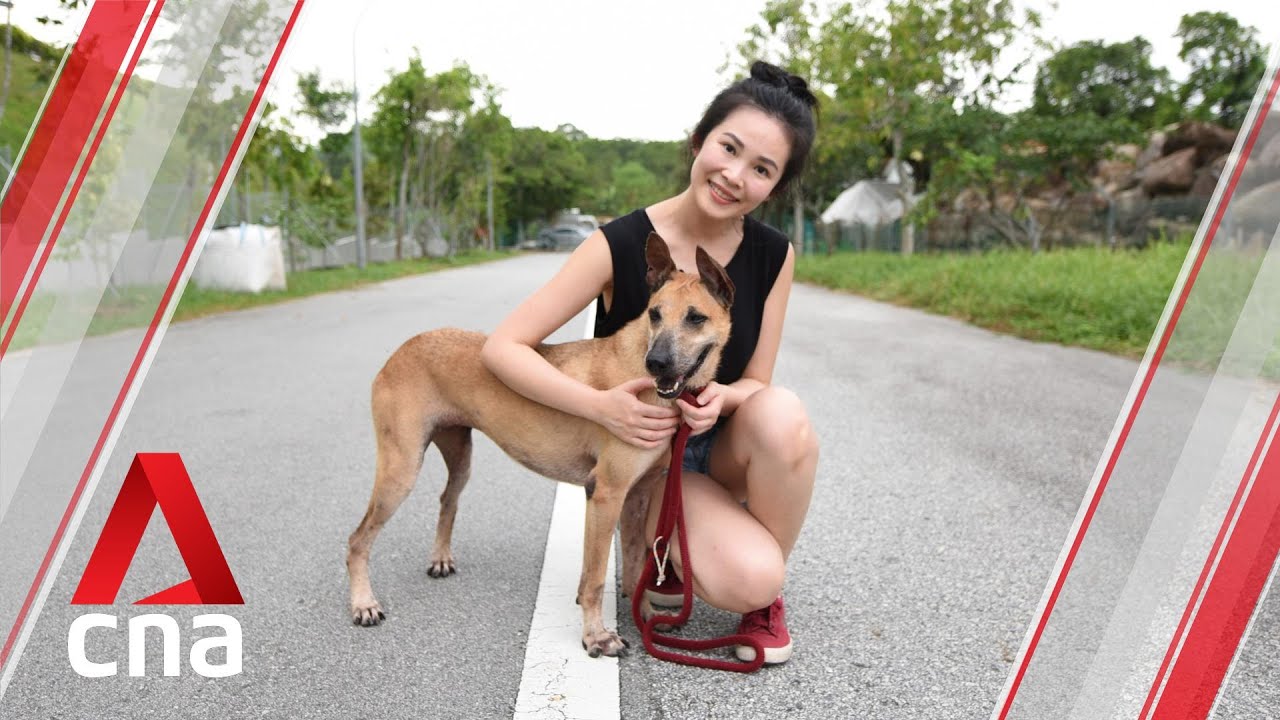 Adopt me! These rescue dogs can now live in Singapore’s HDB flats | CNA Lifestyle