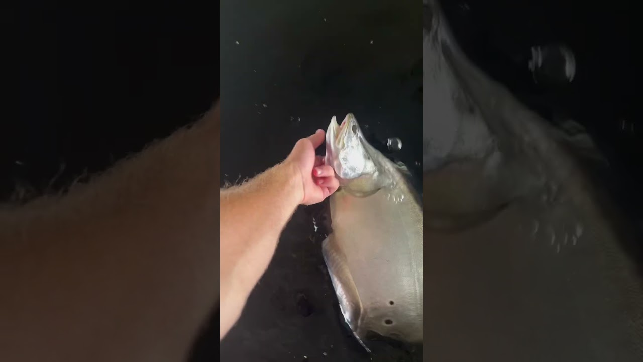 I Caught a WIERD ALIEN Like FISH!! 👽