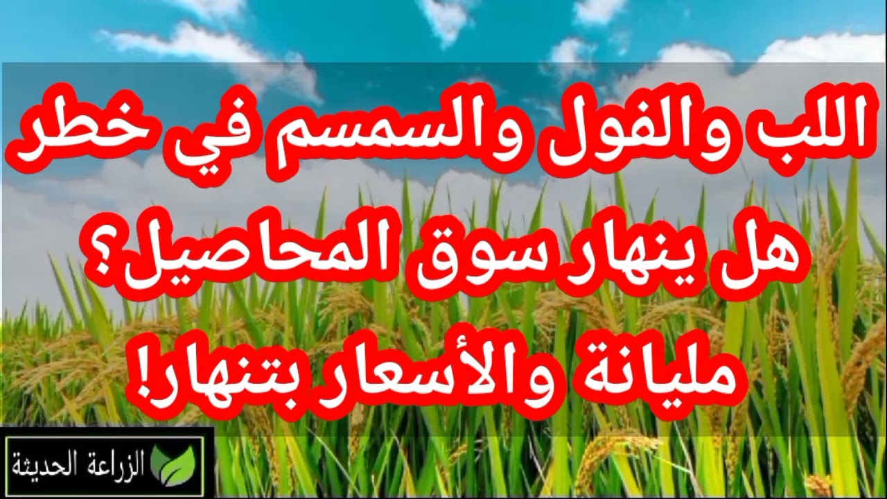 اسعار الارز الشعير اليوم 📈 ارتفاع مفاجئ في أسعار الحبوب وتوقعات الفترة القادمة