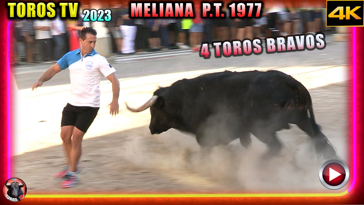 ▶️✅😱 MELIANA 1977 2023 👌 4 Toros Bravos 👉 Toros televisión 4k